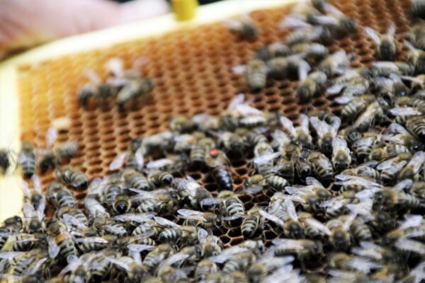 Matkę oznacza się kropką, żeby było ją łatwiej znaleźć