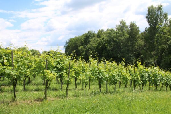 Winnica Słońce i Wiatr