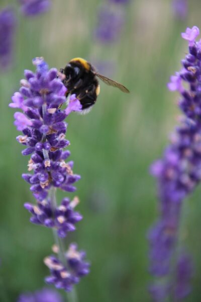 Trzmiele kochają lawendę