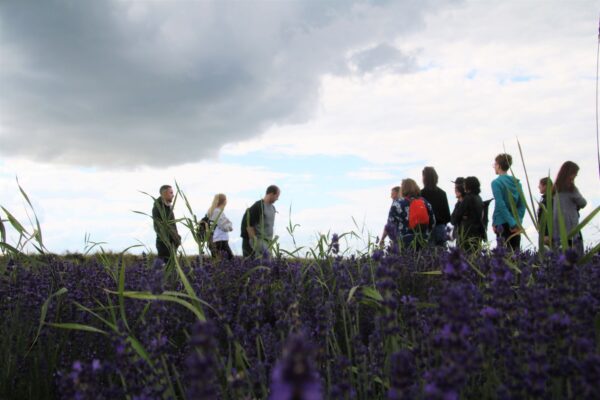 Lavendziarnia Stoki 6