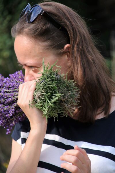 Świeże bukiety lawendy. O dziwo łodygi pachną nawet bardziej niż kwiaty