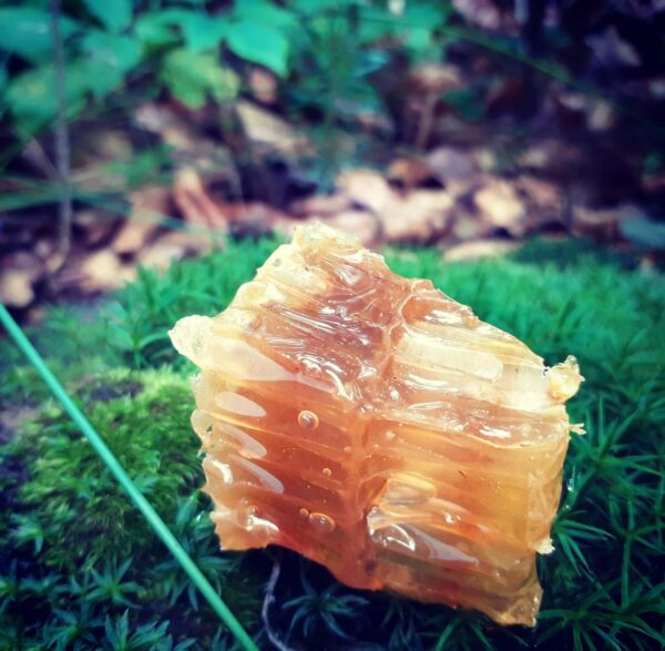 Miód i mech tworzą piękną kompozycję